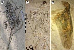 Fosilie obratlovců, zachované ve velkém detailu a „trojrozměrné formě“ do současnosti. Vlevo primitivní rohatý dinosaurus psitakosaurus, uprostřed a vpravo „prapták“ Confuciusornis. Právě pozice těla těchto živočichů přivedla některé badatele k domněnce, že se stali obětí žhavé pyroklastické vlny. Kredit: Baoyu Jiang