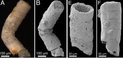 Tak vypadá v elektronovém mikroskopu bangii podobná indická pra-řasa, které se dostalo názvu Rafatazmia. Pojmenována byla podle indického paleontologa Rafat Azmi, jehož paleontologické nálezy byly dlouho neprávem znevažovány.  (Kredit: Sallstedt et al.,2017)