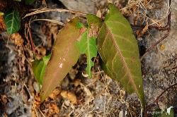 Rdesno mnohokvěté je jedna z těch čínských léčivek po které selhávají játra nejčastěji. Kredit: Wei-Chun, Polygonum multiflorum CC BY-NC-ND 2.0