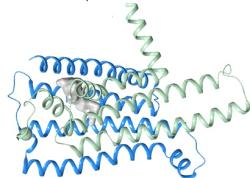 Receptor hořké chuti TAS2R2 byl dlouho mylně považován převážně za nefunkční pseudogen. (Zdroj: Tatjana Lang, NIH).