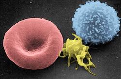 Porovnání velikosti erytrocytu, lymfocytu a trombocytu. Kredit: Wikipedia.