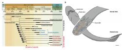 Vývojový kladogram devonských tetrapodomorfů a s vyznačením místa druhu Palaeospondylus gunni (vlevo). Nákres hlavy Palaeospondyla na základě analýz (vpravo). Opercular = skřele. Kredit: RIKEN