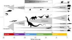 Evoluce savců a Hypotéza Ztráty dlouhověkosti v hrdlu lahve. Kredit: De Magalhaes (2023), BioEssays.