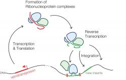 Životní cyklus retrotranspozonů. Kredit: Mariuswalter, Wikipedia, CC BY-SA 4.0