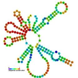 U2malá molekula RNA, která se v jádře účastní na stříhacích akcích.