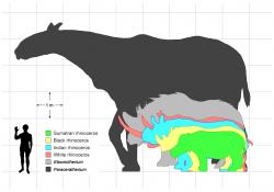 Velikostní srovnání, na kterém vyniknou obří rozměry oligocénního giganta. Při své pětimetrové výšce v kohoutku dokázala paraceratéria spásat listí ve vyšších stromových patrech, mnohem výš, než všichni jejich konkurenti. Při tělesné hmotnosti až kolem 20 tun nejspíš neměli dospělí jedinci žádné přirozené nepřátele. Kredit: DagdaMor, Wikipedie (CC BY 3.0)