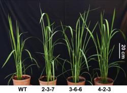 Zcela vlevo neupravená rýže  Oriza sativa L.cv. Zhonghua11. Vpravo jsou její GOC „mutanti“. I zde je patrné, že jim modifikace na radostech života neubrala. Jsou zelenější, jejich listy širší a více oddenků dělají rostliny „košatější“. Kredit: Bo-Ran-Shen State Key Laboratory for Conservation, South China Agricultural University, Guangzhou