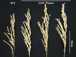 Zcela vlevo je klas rýže Oriza sativa L.cv. Zhonghua11, která se vyznačuje nízkým vzrůstem a krátkými obilkami. Je rostlinou snášející suché podnebí východní Asie a je základem nespočtu vyšlechtěných radiačních mutantů. Tři další klasy náleží GOC variantám. Už na první pohled je patrné, že jsou větší a na zrna bohatší. Kredit: Bo-Ran-Shen State Key Laboratory for Conservation, South China Agricultural University, Guangzhou