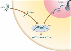 RNA interference.