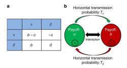 Schema matematického modelu. Vlevo: Matice přínosu. Vpravo: Pravděpodobnost horizontálního přenosu mikrobů mezi hostiteli. Je pravděpodobné, že mikrobi na své hostitele působí tak, že začnou pomáhat jiným. Jde o vztah, ze kterého těží i další parazité a jen hostitel je tím, kdo přichází zkrátka. (Kredit: Lewin-Epstein et al. Nature Communications).