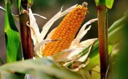 Devatenáct z 28 členských států EU požaduje, aby geneticky modifikované plodiny na celém území, nebo jeho části, byly mimo zákon.