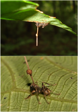 Manipulující zabiják housenec Ophiocordyceps unilateralis. Kredit: David P. Hughes, Maj-Britt Pontoppidan. PLOS