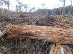 Ukázka ekologicky šetrné těžby ve Victorian forests ( Australie) s ponecháním vzrostlých stromů pro obnovu pralesa. Smutné na tom je, že většina z vytěženého dřeva zakrátko končí na skládkách a s uchováním uhlíku to nemá nic společného. Kredit GECO.