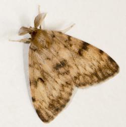 Američtí entomologové pro gypsy moth pouští do hledání takového jména, které by Romové nepovažovali za etnickou nadávku. Na snímku je sameček, který je na rozdíl od samičky, „snědý“. Kredit: Didier Descouens, CC BY-SA 4.0.