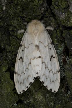 Bekyně velkohlavá, ve většině světa známá pod jménem gypsy moth, působí kalamity i u nás. Trvají vždy tři až čtyři roky a zhruba po 10 až 20 letech se opakují. Holožír pak postihuje jak lesní porosty, především duby, tak i stromy ovocné. Na snímku je samička nafocená v Polsku. Autor snímku Jerzy Strzelecki, CC BY 3.0.