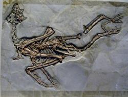 Pozůstatky tvora nazvaného Sapeornis chaoyangensis uchovávají v Hong Kong Science Museum. Jeho fosilie vypovídá o stravovacích návycích praptáků. V útrobách měl totiž kamínky zvané gastrolity. Pomáhal si jimi rozmělňovat potravu. Je to doklad toho, že se živil rostlinami. Mezi jeho další významné rysy patří mimořádně dlouhé přední končetiny. Je   největším známým ptákem z počátku křídy. Nejspíš už byl schopen se vznést a letět. (Kredit: I, Laikayiu)   http://science.nationalgeographic.com/wallpaper/science/photos/cretaceous-period/sapeornis-chaoyangensis/#close