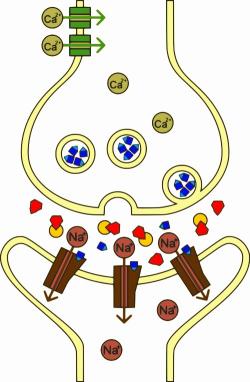 Mechanismus účinku sarinu v nervosvalové ploténce. Červeně sarin, žlutě acetylcholinesteráza, modře acetylcholin. Kredit: RicHard-59 / Wikimedia Commons.