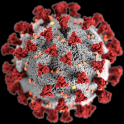 Trimery proteinu spike červeně. Kredit: CDC/ Alissa Eckert, MS; Dan Higgins, MAM.s