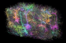 Zmapovaný kousek myšího mozku. Kredit: Forrest Collman/Allen Institute.