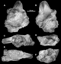 Fosilie lebečního fragmentu karcharodontosauridního teropoda druhu Sauroniops pachytholus. Kredit: Andrea Cau, Fabio Marco Dalla Vecchia a Matteo Fabbri; Wikipedia (CC BY 2.0)