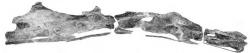Snímek obřích krčních obratlů sauroposeidona, nejdelší z nich měří 1,4 metru. Když byly v roce 1994 objeveny, vědci je vzhledem k jejich velikosti považovali za fosilizované kmeny stromů. Bohužel není známo, nakolik se sauroposeidoni podobali tvarem svého těla brachiosauridům, proto jsou jakékoliv odhady jejich délky, výšky i hmotnosti pouze přibližné. Kredit: Mathew J. Wedel, Richard L. Cifelli a R. Kent Sanders; Wikipedie (CC BY 2.0)
