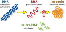Nekalou úlohu v přenosu hrají molekuly mikroRNA Kredit: Integragen.