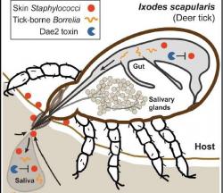 Schéma interakce toxinu s mikrobi. Červená kolečka znázorňují stafylokoky. Na lidské kůži jich je plno a pro klíště jsou smrtelnou hrozbou. Aby malý drákula riziko pro něj plynoucí eliminoval, vypouští do rány toxin Dae2 (modře). S jeho přispěním mikroby eliminuje. K naší smůle je tato enzymatická reakce úzce specifická a borrelií (žlutě) si nevšímá. Kredit: Hayes et al./Cell.