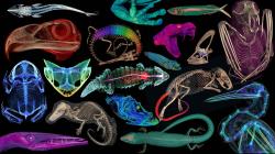 Muzeum ve 3D. Kredit: openVertebrate.