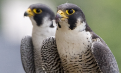Sokol stěhovavý (Falco peregrinus). Přes všechny nástrahy velkoměsta si zachovává monogamnost. (Kredit: Stephanie Ware, The Field Museum)
