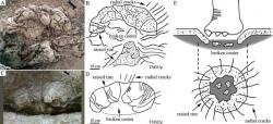 Podklad otisků stop sauropodních dinosaurů představuje sférický útvar, připomínající vzdáleně zkamenělý „květák“ nebo nerozvinuté poupě květiny. Právě tak na tyto pozůstatky dávných dinosauřích obyvatel křídové Číny nahlíželi místní. Kredit: Xing et al., Geological Bulletin of China.