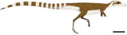 Rekonstrukce možného vzezření dinosaura i s jeho předpokládaným zbarvením tělesného opeření. Pruhovaný ocas doplňuje tmavší hřbet a světlejší břicho (vytvářející „protistín“) a maska v okolí očí. Po více než 124 milionech let tak máme dosud nejlepší představu o tom, jak mohli sinosauropterygové za svého života vypadat. Kredit: Fiann M. Smithwick, Robert Nicholls, Innes C. Cuthill, Jakob Vinther; Wikipedie (CC BY 4.0)