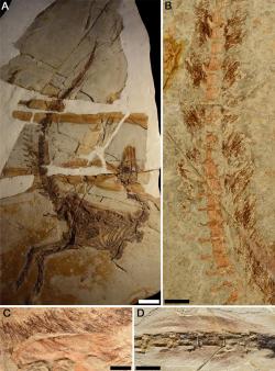 Dochované otisky opeření u několika jedinců kompsognatidního teropoda druhu Sinosauropteryx prima. Jak ukazuje nový výzkum, tito drobní predátoři byli zřejmě dobře maskovanými lovci menších obratlovců v otevřeném terénu. Kredit: Fiann M. Smithwick, Robert Nicholls, Innes C. Cuthill, Jakob Vinther; Wikipedie (CC BY 4.0)