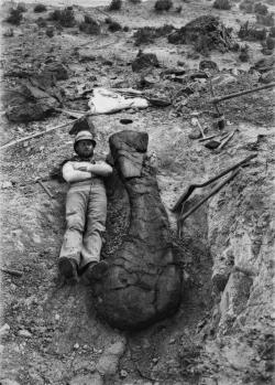 Obří rozměry druhu Brachiosaurus altithorax dokládá i velikost dochované fosilie kosti pažní (humeru), vedle níž jako měřítko leží paleontolog Harold William Menke. Kredit: Elmer S. Riggs, 1900 (The Field Museum in Chicago). https://www.fieldmuseum.org/science/blog/photo-archives-geology-gallery