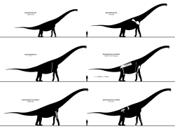 Kosterní rekonstrukce šesti exemplářů brachiosaura ukazují, jak malou část kostry tohoto obřího brachiosaurida ve skutečnosti známe. Prakticky všechny obrazové rekonstrukce severoamerického brachiosaura (včetně jeho podoby v Jurském parku) jsou proto odvozeny od blízce příbuzného východoafrického druhu Giraffatitan brancai, jehož kostru známe podstatně lépe. Kredit: Slate Weasel; Wikipedia (CC BY 4.0)
