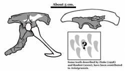 Objevené fosilní kosterní části druhu A. jurassica. Kromě 16 zubů jde především o fragmenty kostí pánevního pletence. Ty ukazují na příslušnost k nadčeledi Tyrannosauroidea, takže aviatyrannis byl jedním z jejích nejstarších a vývojově nejprimitivnějších známých zástupců. Kredit: Conty, Wikipedie (CC BY 3.0)