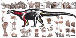 Kosterní anatomie a mapa dochovaných částí kostry holotypu I. prima. Tento starobylý sauropodní dinosaurus vykazuje přítomnost některých překvapivě moderních anatomických znaků, jako je například vyspělý respirační systém zahrnující i početné vzdušné vaky v kostech. Kredit: Apaldetti et al., 2018