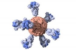 Nanočástice ferritinu s navázanými virovými proteiny ve vakcíně. Kredit: Duo Xu / Stanford University.