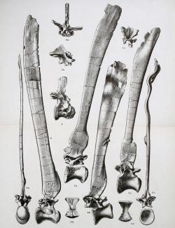 Ilustrace dorzálních obratlů typového exempláře spinosaura od německého paleontologa Ernsta Stromera z roku 1915. Fosilie objevil o několik let dříve v Egyptě český rodák německého původu Richard Markgraf. Kredit: Ernst Stromer; Wikimedia Commons (volné dílo)
