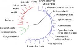 iTOL (Interactive Tree of Life) – fylogenetický strom života. Výsledek porovnání sekvencovaných genomů, je známější pod přezdívkou „zlý sen kreacionistů“. (Kredit: Bioinformatics 23(1): 127-8.)