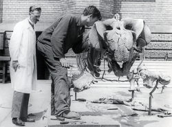 Slavný německý paleontolog Friedrich von Huene popsal v roce 1941 domnělého polského sauropoda pod jménem Succinodon putzeri. Zemřel ve svých 94 letech v roce 1969, proto se již nemohl dozvědět, že se ve skutečnosti jednalo o fosilii raně paleogénních vrtavých mlžů. Na fotografii je von Huene v bílém plášti, stojící u zrekonstruované kostry triasového dicynodonta druhu Stahleckeria potens v prostorách Univerzity v Tübingenu. Kredit: Wikipedie (volné dílo)