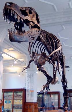 Replika kostry tyranosaura, zvaného „Stan“ v expozici Manchester Museum. Jak ukazují nové studie, s domnělým americkým původem druhu T. rex to mohlo být úplně jinak. Byl tento kolosální teropod ve skutečnosti spíše pozdně křídovým imigrantem odkudsi z východní Asie? Kredit: Billlion, Wikipedie (CC BY-SA 3.0)