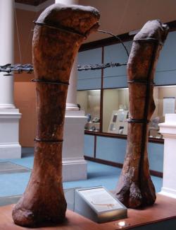 Fosilní exempláře stehenních kostí druhu A. giganteus v expozici Přírodovědeckého muzea v La Plata. V kompletním stavu by na výšku měřily asi 235 centimetrů. Kredit: Beatrice Murch, Wikipedie (CC BY 2.0)