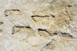 Stopy lidí v národním parku White Sands v Novém Mexiku dokládají, že k lidské činnosti došlo v Americe již před 23 000 lety - tedy asi o 10 000 let dříve, než se dříve myslelo. 
Na místě se rovněž našly  stopy mamutů, obřích lenochodů a vlků.  Další obrázky ZDE.  Kredit: The University of Arizona. S laskavým svolením David Bustos/Národní park White Sands.  https://news.arizona.edu/story/earliest-evidence-human-activity-found-americas