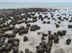 Stromatolity, Západní Austrálie, lokalita Žraločí zátoka. Jsou také mikrobiálního původu, ale mikrofosilie se v nich nezachovaly. Kredit: Paul Harrison,Wikimedia Commons.