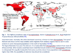Světová zdravotnická organizace udává u strongyloidózy celkovou globální prevalenci 8 %. Nejpostiženější oblasti jsou jihovýchodní Asie, západní Pacifik a africké regiony. To se však rychle mění. (Kredit: Puthiyakunnon PloS Neglected Tropical Diseases. 2014). 