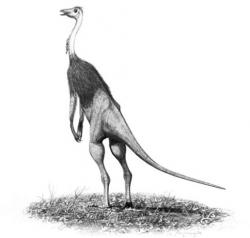 Rekonstrukce pravděpodobného vzhledu druhu Struthiomimus altus (ačkoliv opeření předních končetin mohlo být ve skutečnosti poněkud výraznější). Tito štíhlí a dlouhonozí ornitomimidi patřili k nejrychlejším známým dinosaurům vůbec. Kredit: J. Conway, Wikipedie (CC BY-SA 3.0)