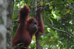 Ti bez límců své syčení modulují pomocí rukou. Orangutan z výzkumné stanice Ketambe. Orangutan sumaterský (Pongo abelii) je jeden ze dvou druhů orangutanů. Žije pouze na indonéském ostrově Sumatra. Je vzácnější než orangutan bornejský. Kredit: Adriano Lameira.