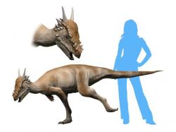 Rekonstrukce přibližného vzezření pachycefalosaurida druhu Stygimoloch spinifer. Tento býložravý dinosaurus dosahoval velikosti statného osla a jeho lebka byla ozdobena sérií výrazných trnů. Je ovšem dosud nevyřešenou otázkou, zda šlo o samostatný druh pachycefalosaurida nebo pouze o dospívajícího jedince druhu P. wyomingensis. Kredit: Nobu Tamura, Wikipedie (CC BY-SA 4.0)