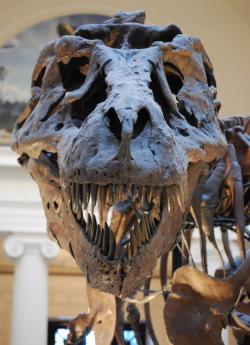 Teropodi v čele s Tyrannosaurem rexem se drželi dlouho. Také jim se nakonec specializace, byť dovedená k dokonalosti, doprovázená ztrátou diverzity, stala osudnou. Kredit:  ScottRobertAnselmo Wikipedia, CC BY-SA 3.0