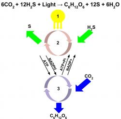 Když v klasické kyslíkové fotosyntéze vyměníte vodu za nevábně zapáchající sulfan, obdržíte fotosyntézu anoxygenní. Na Zemi ji provozují sirné bakterie, a protože vystačí s velmi málem světla a k tomu s jeho vyššími vlnovými délkami, mohla by být preferována u chladných hvězd. Kredit: Wikimedia Commons CC BY-SA 4.0